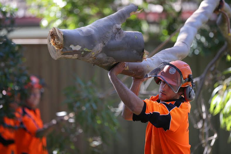 Post storm tree care services: What you need to know