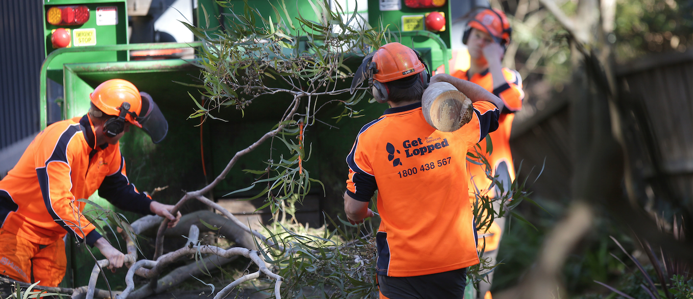 Tree Arborists