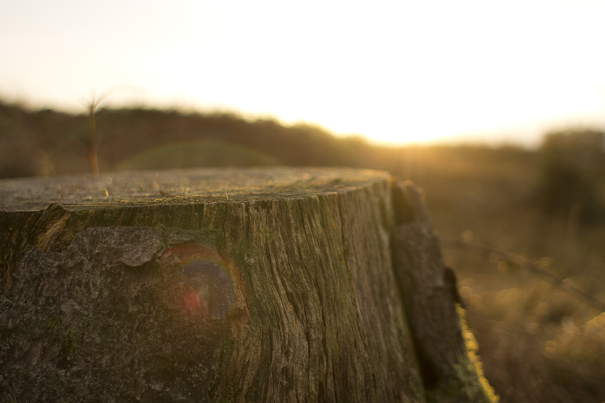 How To Remove a Tree Stump