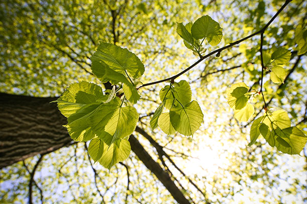 unhealthy tree