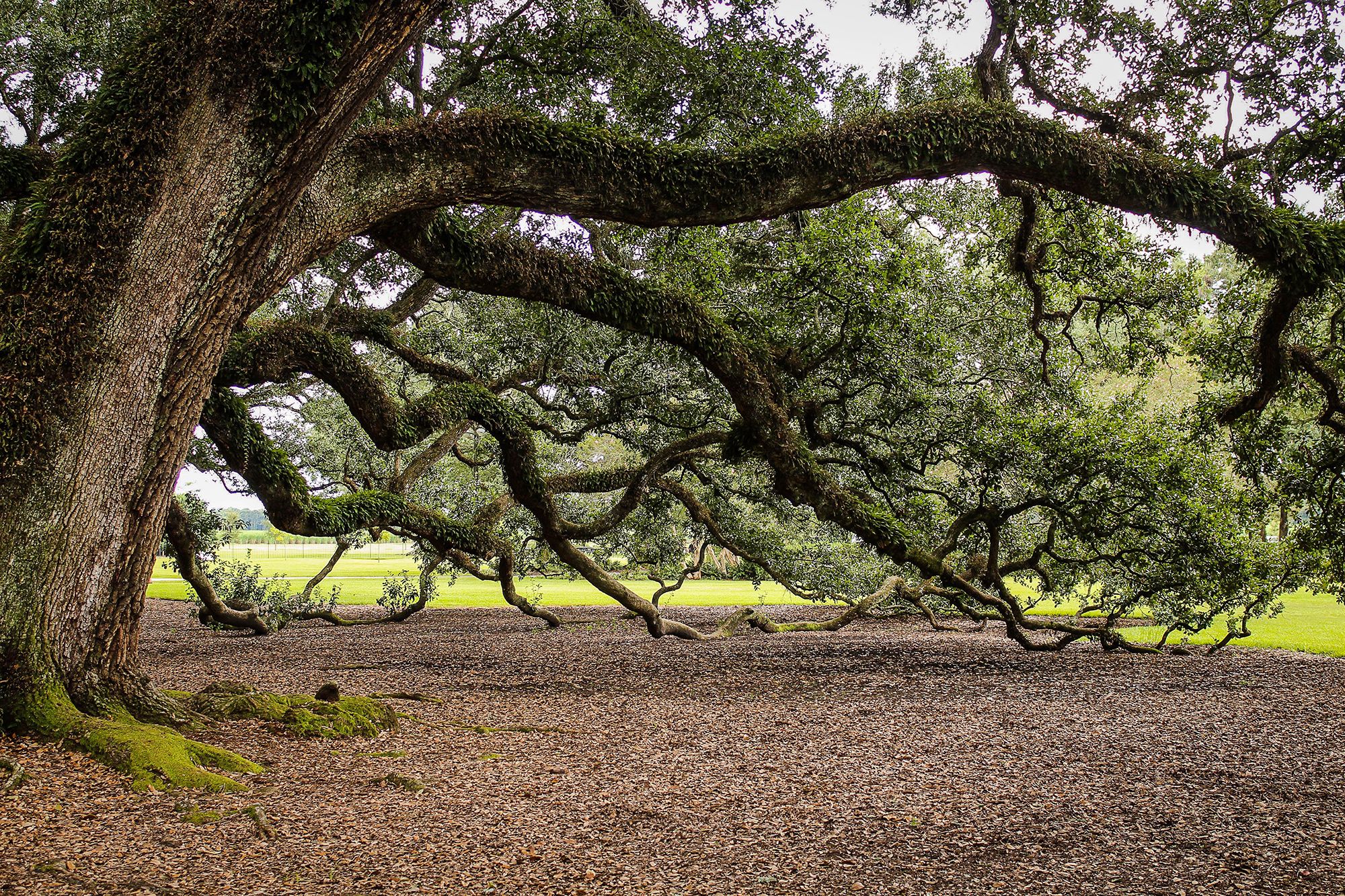 A Perfect Match: Commercial Tree Service & Professional Properties