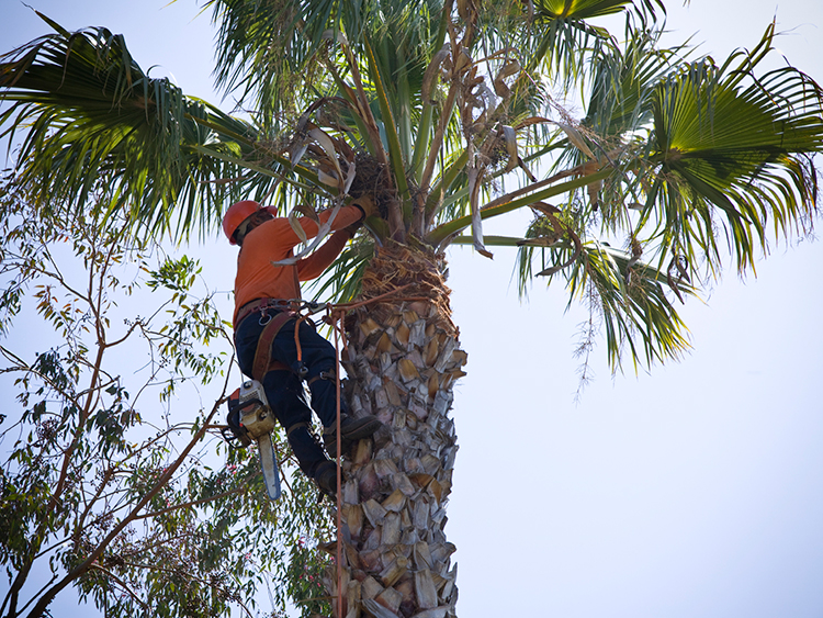 Why Tree Pruning Services is your Best Alternative to Removing a Tree