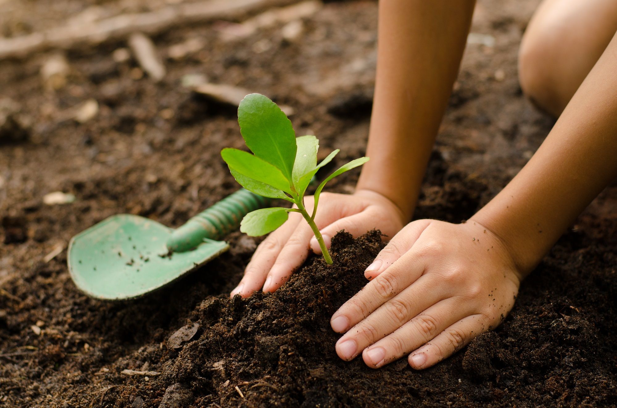 The Benefits of Organic Mulch from a Tree Mulching Service