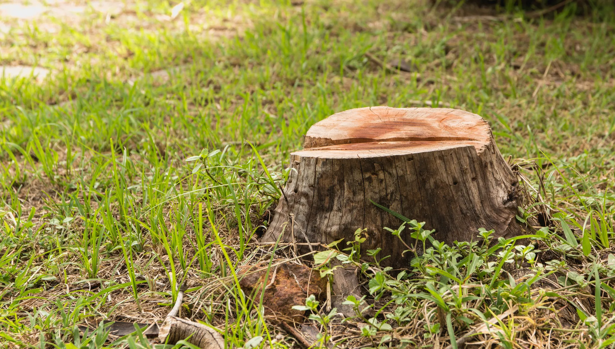 Safe Tree Stump Removal: The pros and cons of different methods