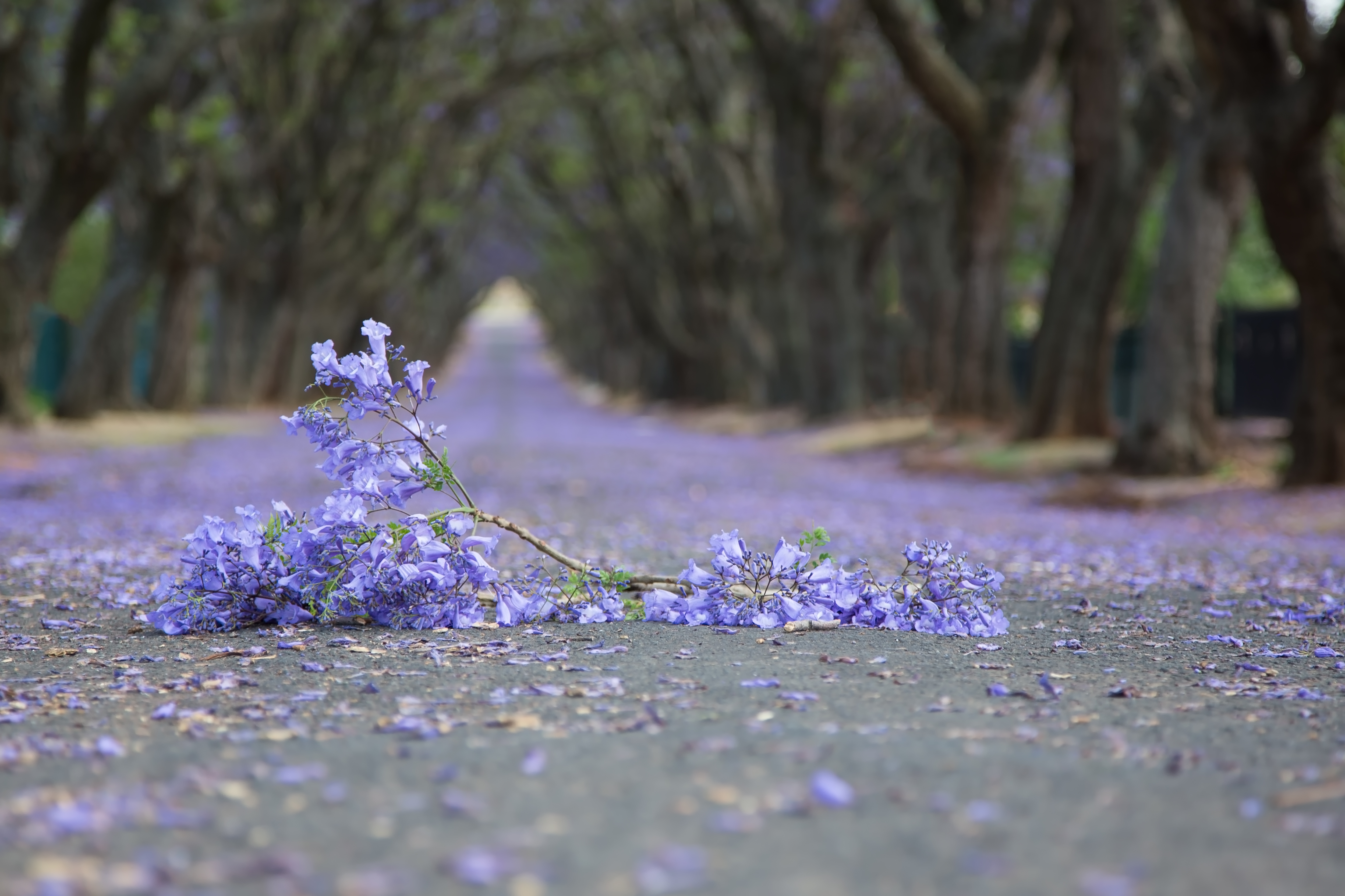 jacaranda