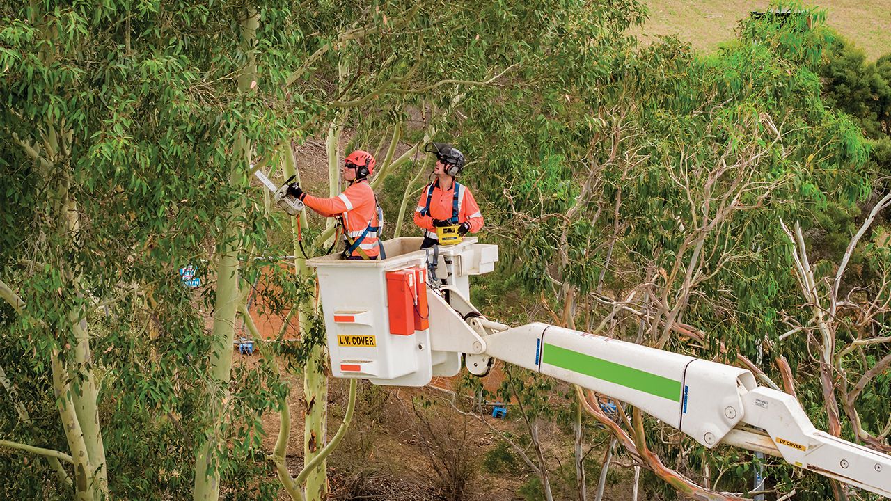 What to Look for From a Professional Tree Service Company