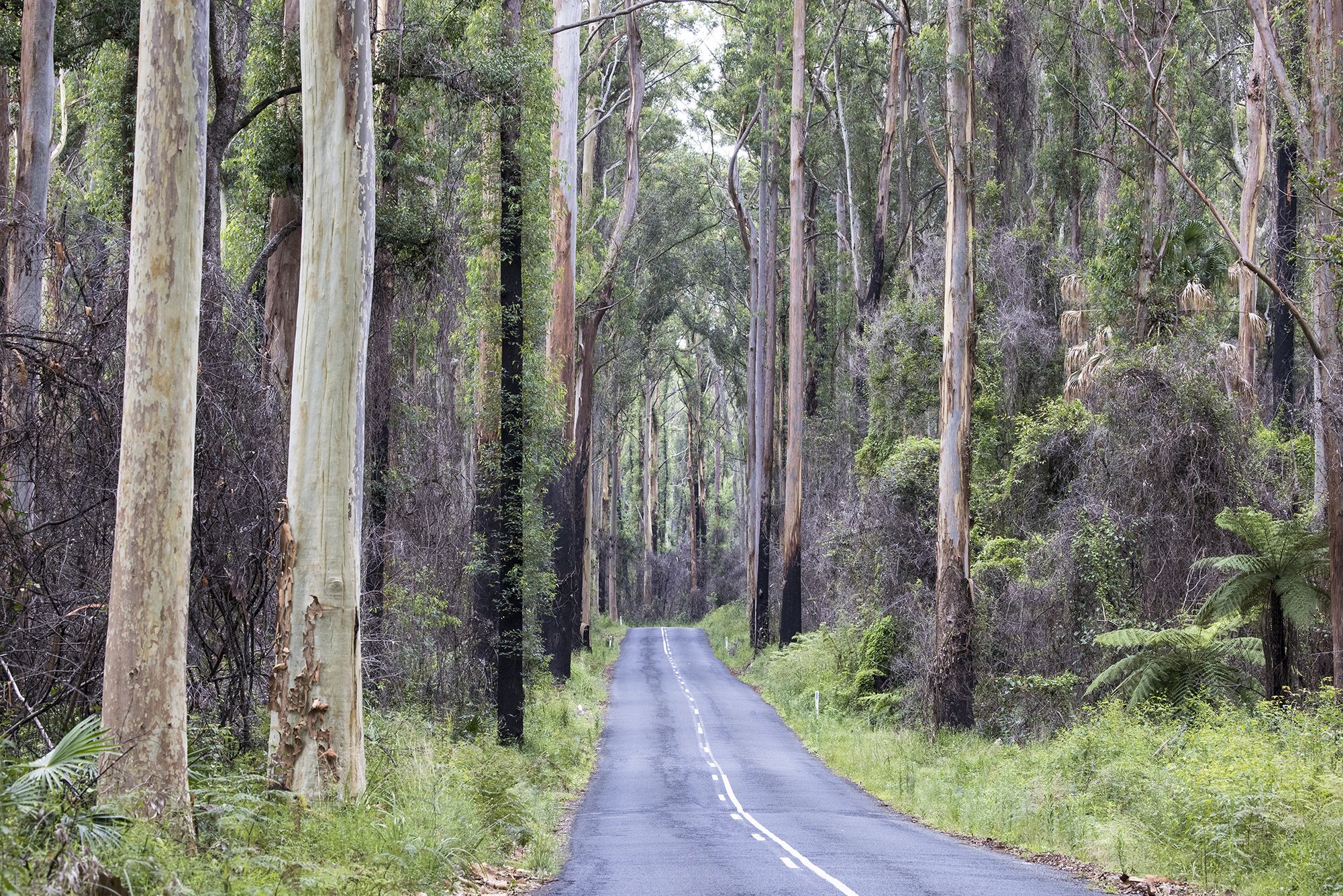 TreeLink are now operating out of the Southern Highlands